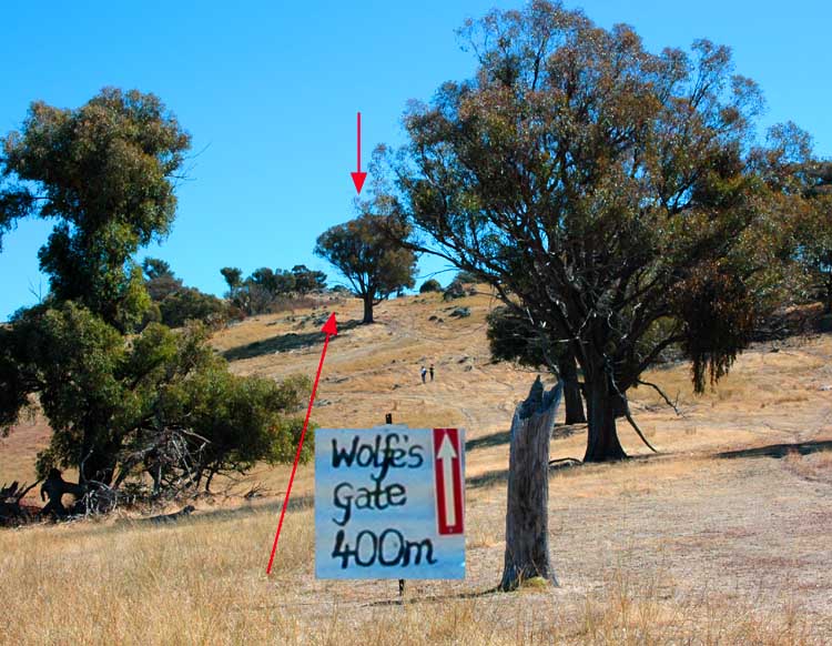 gate from tall man stump