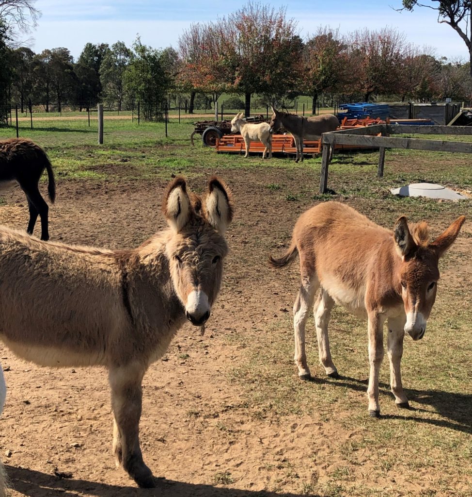 Nelly and Nancy – our new donkeys!