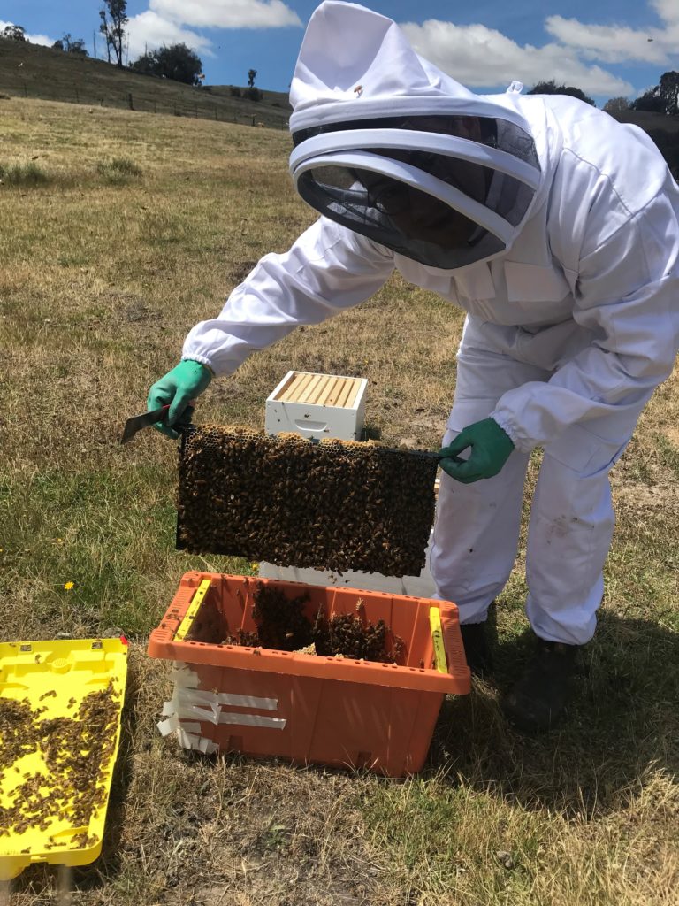 Bees come to Markdale