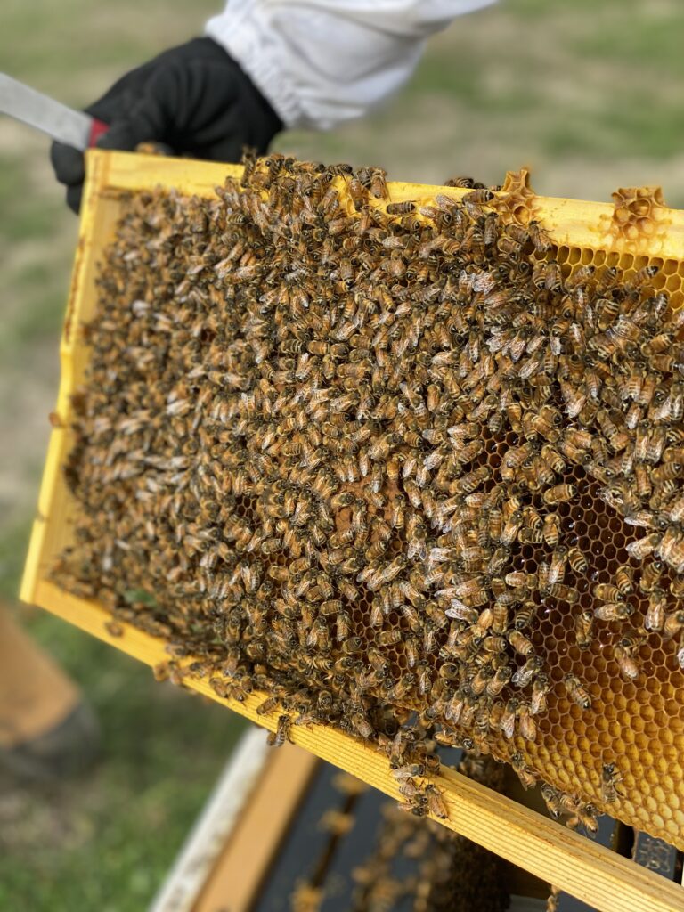 Hive update – Winter prep